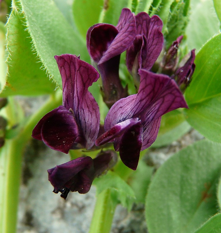 Vicia narbonensis / Vicia selvatica